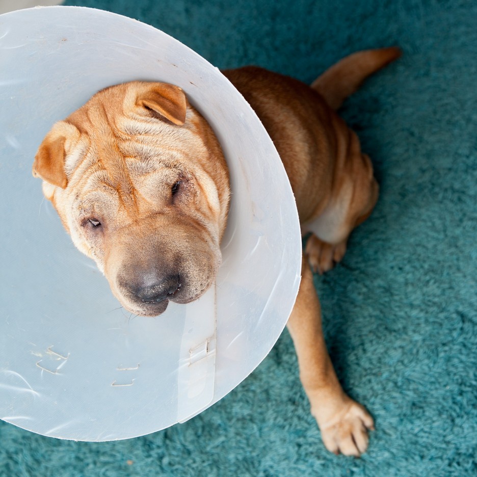 Surgery Colorado Springs, CO